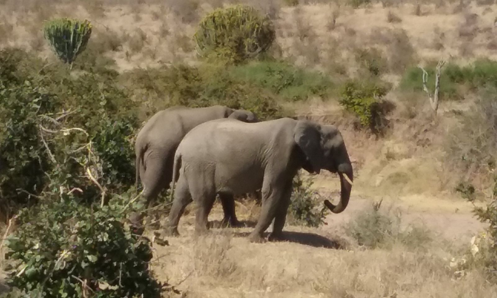 Two elephants walking past candelabra euphorbia trees