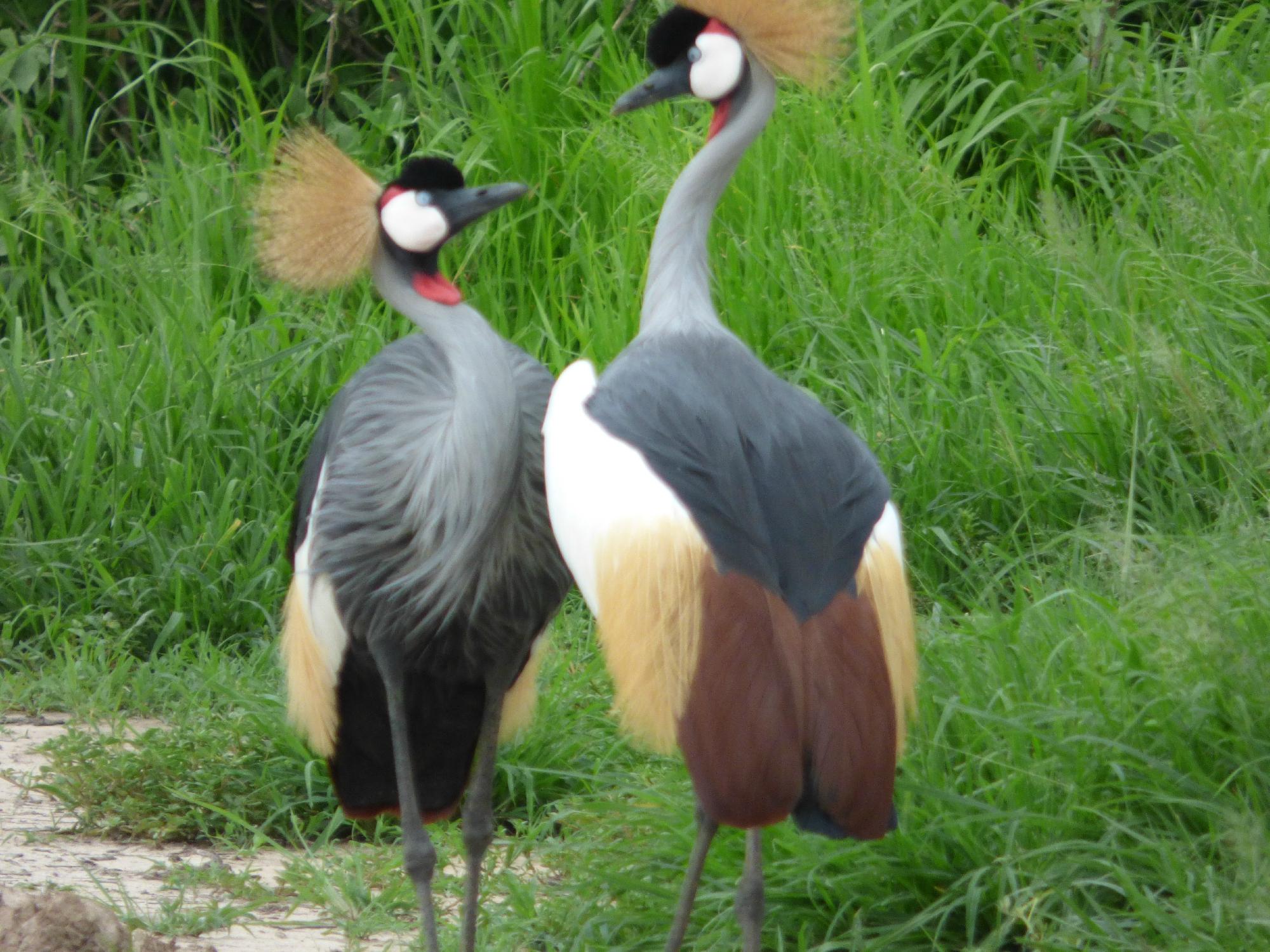 Pair of grey crowned cranes standing beside a sandy track in Ruaha National Park
