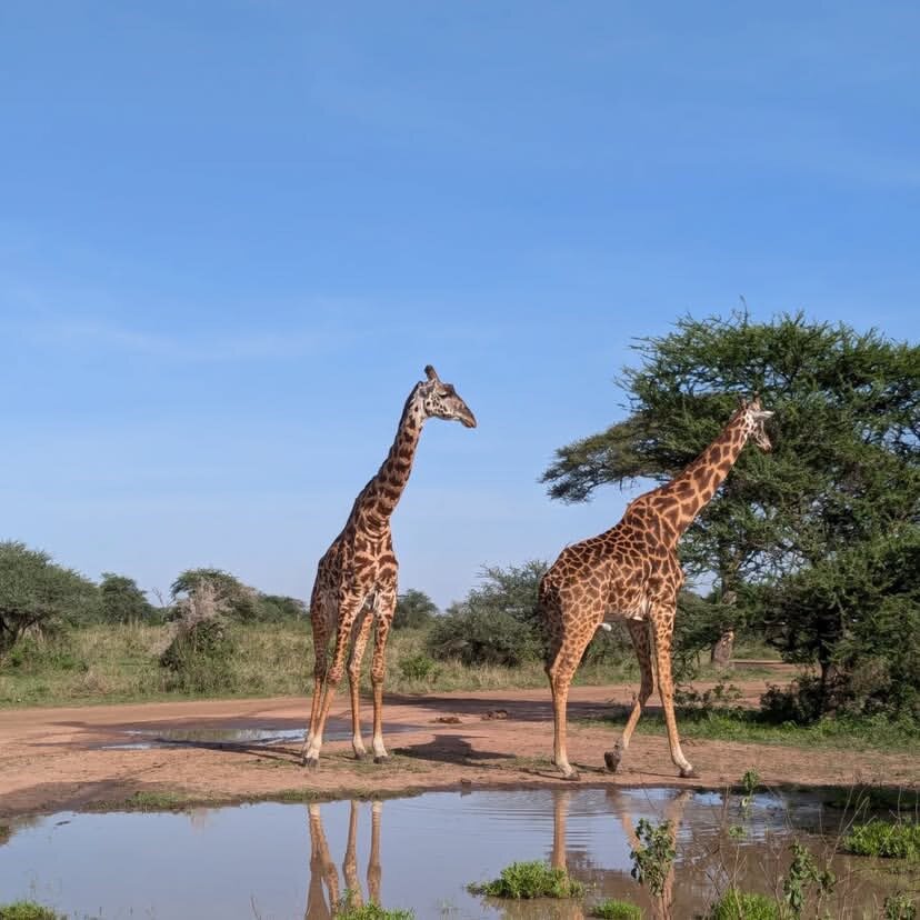 Two Masai giraffes standing beside a still rain pool that reflects the sky