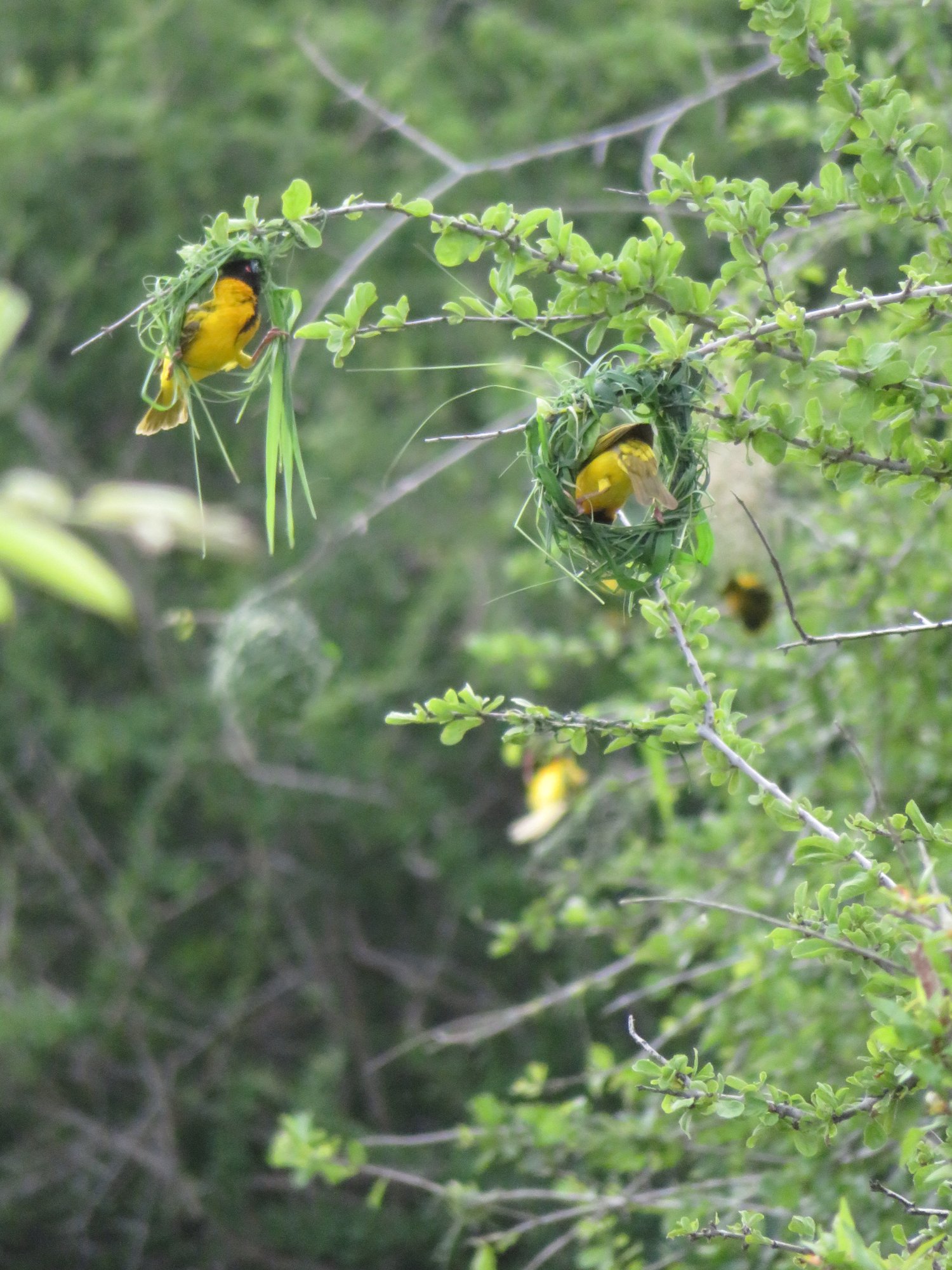 Two yellow weaver birds building nests from green grass in Ruaha National Park