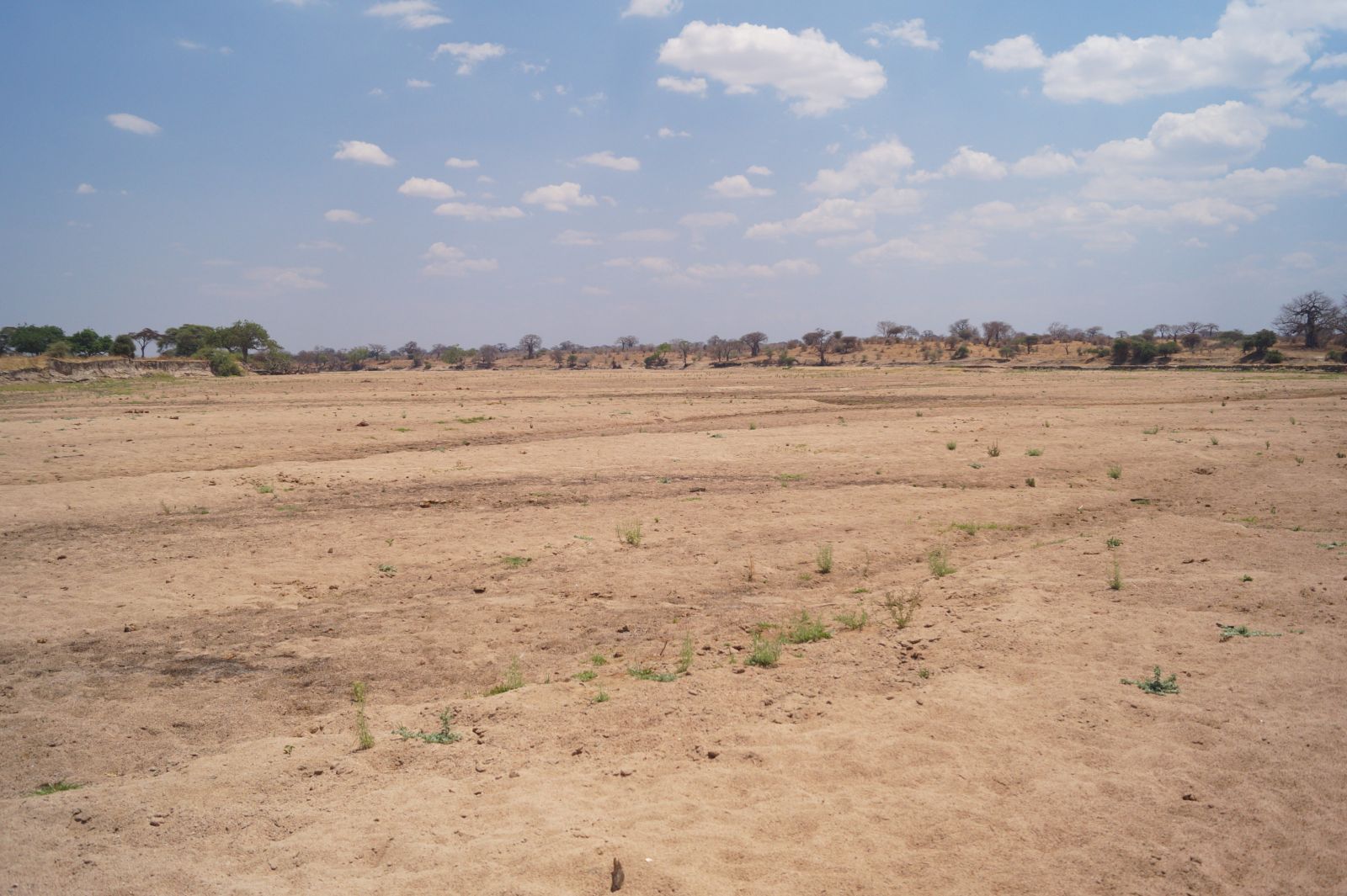 A wide, empty bed of pale sand lined on both banks with baobab trees
