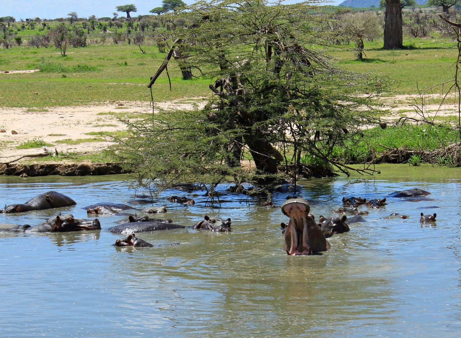 Hippo yawning wide among others in the water